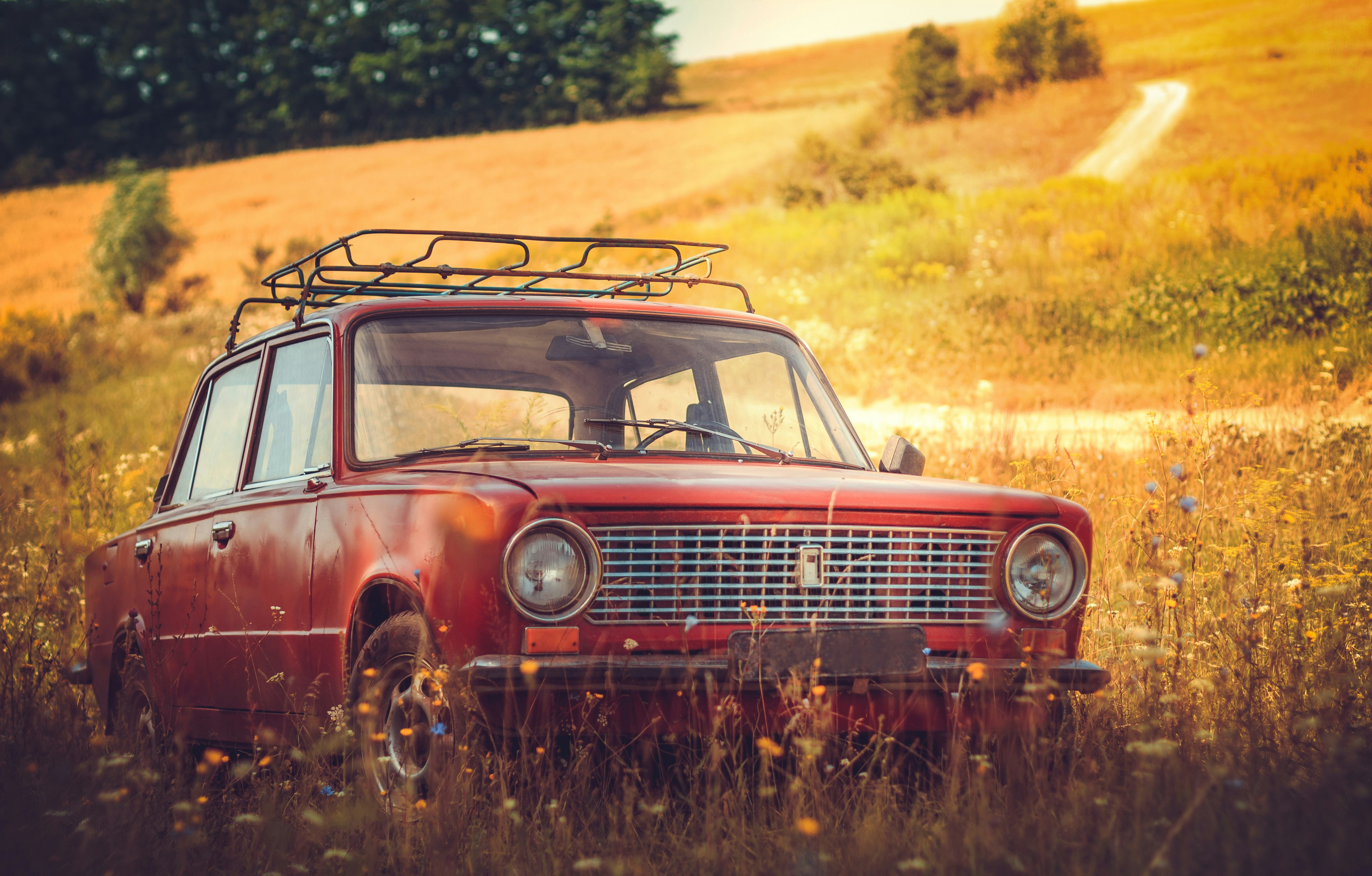a lada standing in a field of wheat.